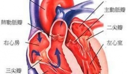 桂北首例|我院心脏大血管外科成功实施“人工腱索植入二尖瓣成形+三尖瓣成形术”
